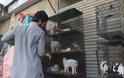 Πακιστάν: Έκλεισαν τα pet shops και παράτησαν τα ζώα που πουλούν να πεθάνουν στα κλουβιά