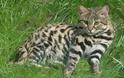 Ο τίτλος του φονικότερου αιλουροειδούς στον κόσμο ανήκει σε μία γάτα μήκους 40 εκατοστών (vids)
