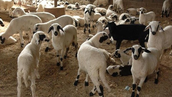 Αγνωστοι έκλεψαν αρνιά από κτηνοτροφική μονάδα στο Σπάρτο Αμφιλοχίας - Φωτογραφία 1