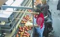 Ζητούν πιστοποίηση COVID FREE για τα φρούτα, ξένοι αγοραστές