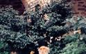 ΘΗΣΑΥΡΟΣ! Δεκάδες φωτογραφίες του αγαπημένου μας Αγίου Γέροντος Παϊσίου του Αγιορέιτου - Φωτογραφία 162