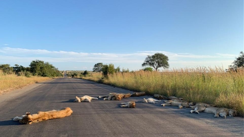 Νότια Αφρική: Λιοντάρια κοιμούνται στον άδειο δρόμο ΦΩΤΟΣ - Φωτογραφία 1