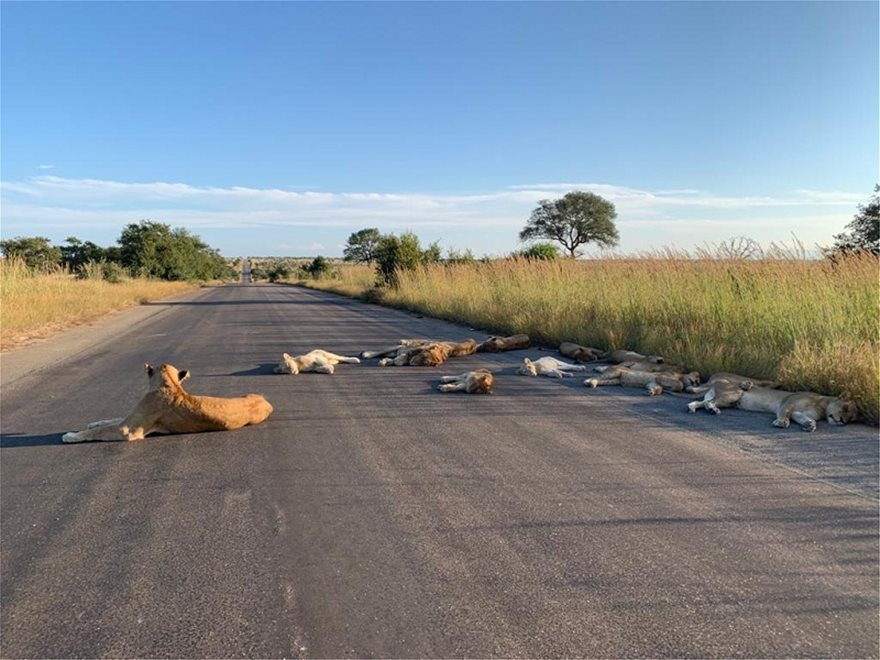 Νότια Αφρική: Λιοντάρια κοιμούνται στον άδειο δρόμο ΦΩΤΟΣ - Φωτογραφία 3