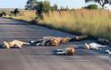 Νότια Αφρική: Λιοντάρια κοιμούνται στον άδειο δρόμο ΦΩΤΟΣ - Φωτογραφία 2