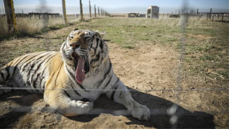 ΗΠΑ: Ακόμα επτά τίγρεις θετικές στον ζωολογικό του Μπρονξ - Φωτογραφία 1