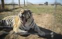 ΗΠΑ: Ακόμα επτά τίγρεις θετικές στον ζωολογικό του Μπρονξ