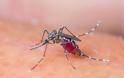 Τα κουνούπια προτιμούν τους ανθρώπους με χοληστερίνη, ουρικό οξύ, ιδρώτα και τις εγκύους