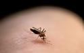 Τα κουνούπια προτιμούν τους ανθρώπους με χοληστερίνη, ουρικό οξύ, ιδρώτα και τις εγκύους - Φωτογραφία 3