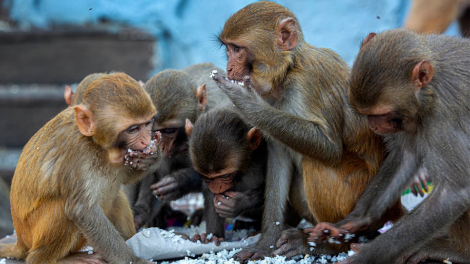 Κίνα: Ελπίδα από εμβόλιο που προστάτευσε μαϊμούδες - Φωτογραφία 1