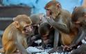Κίνα: Ελπίδα από εμβόλιο που προστάτευσε μαϊμούδες