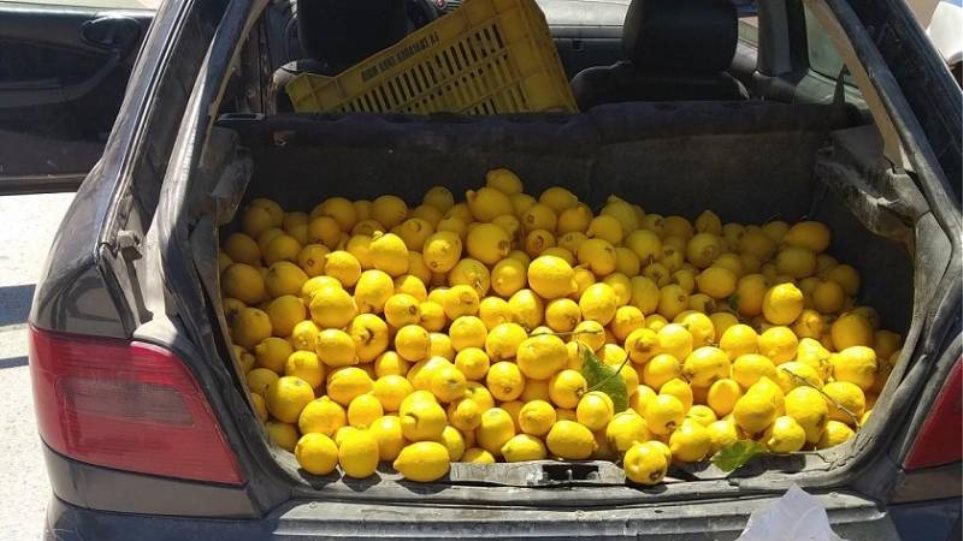 Κορινθία - Κλοπή: Σπείρα έκλεψε 300 κιλά λεμόνια από κτήμα - Φωτογραφία 1