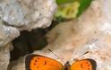 Ένα ταξίδι στις ομορφιές της ανοιξιάτικης φύσης στο κάμπο Κομπωτής- Αχυρων με το  φακό του Σάκη Μπονια - Φωτογραφία 3