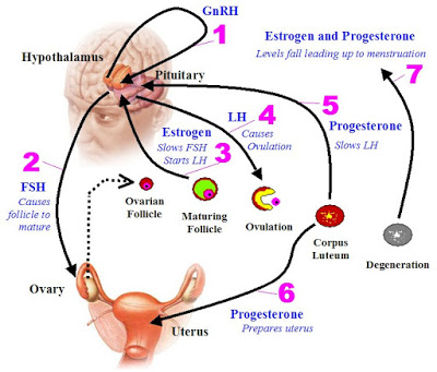 Οι ορμόνες Προγεστερόνη, Οιστραδιόλη, Τεστοστερόνη, FSH, LH. Πώς επιδρούν στην περίοδο, στα οστά, στην καρδιά, στο βάρος; - Φωτογραφία 2