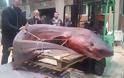 Καβάλα: Τεράστιο καρχαριοειδές 330 κιλών έπιασαν ψαράδες - Φωτογραφία 1