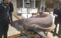 Καβάλα: Τεράστιο καρχαριοειδές 330 κιλών έπιασαν ψαράδες - Φωτογραφία 2