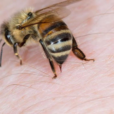 Μεγάλη μελέτη για την σχέση του δηλητηρίου της μέλισσας και του κοροναϊού - Φωτογραφία 1