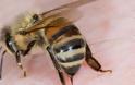 Μεγάλη μελέτη για την σχέση του δηλητηρίου της μέλισσας και του κοροναϊού