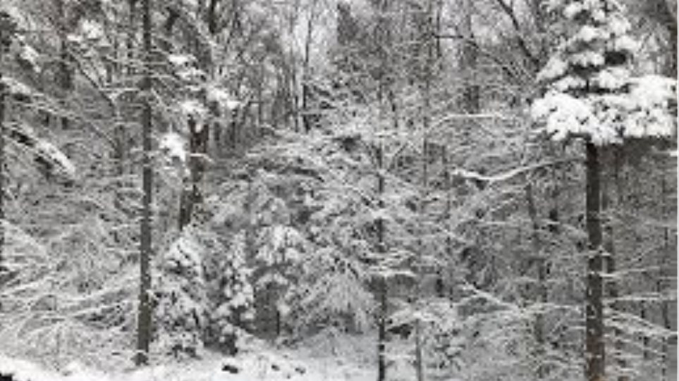 Νέα Υόρκη: Χιόνισε στο Σέντραλ Παρκ... κι όμως δεν πρόκειται για «fake news» - Φωτογραφία 1