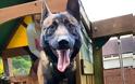 Τότεναμ: Ο Γιορίς αγόρασε σκύλο αξίας 17.000 ευρώ για προστασία