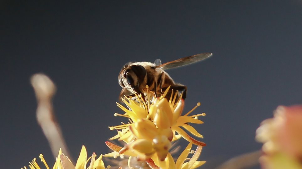 Ευεργετική η καραντίνα για τις μέλισσες της Ρώμης - Φωτογραφία 1