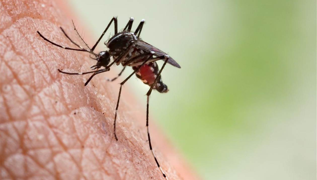 Κουνούπια: Το κόλπο πριν βγείτε έξω για να μην σας τσιμπάνε - Φωτογραφία 1