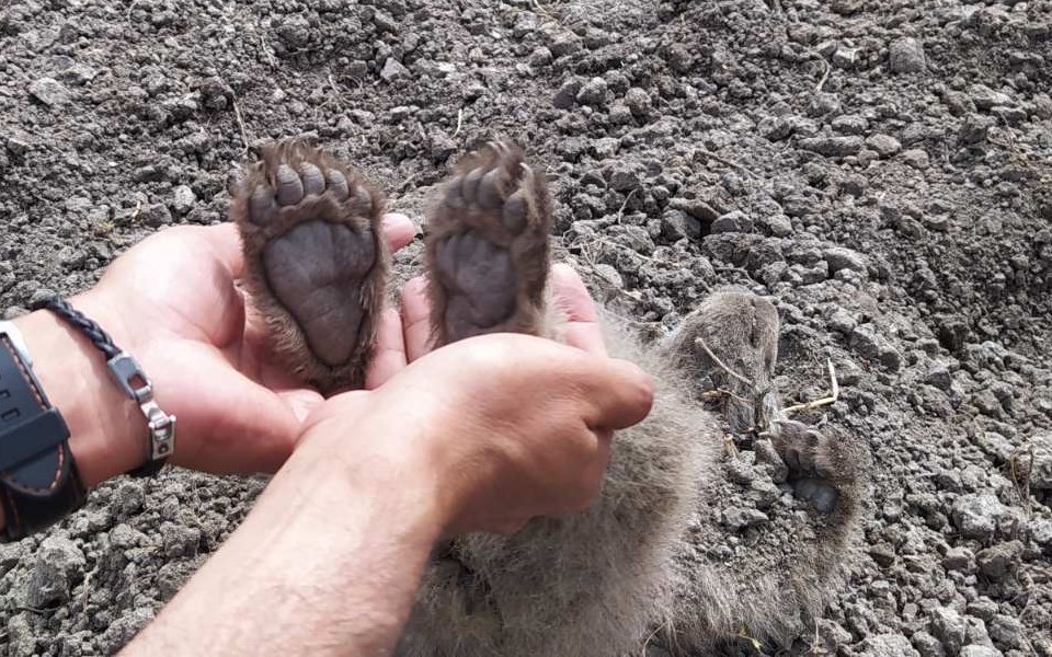 Δύο αρκουδάκια βρέθηκαν θαμμένα σε αγρόκτημα στην Καστοριά - Φωτογραφία 2