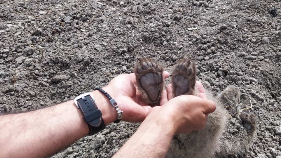 Δύο αρκουδάκια βρέθηκαν θαμμένα σε αγρόκτημα στην Καστοριά - Φωτογραφία 1