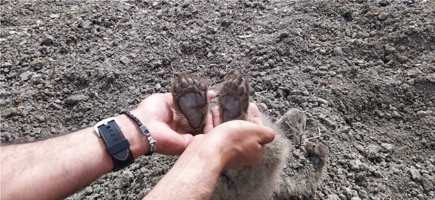 Δύο αρκουδάκια βρέθηκαν θαμμένα σε αγρόκτημα στην Καστοριά - Φωτογραφία 3