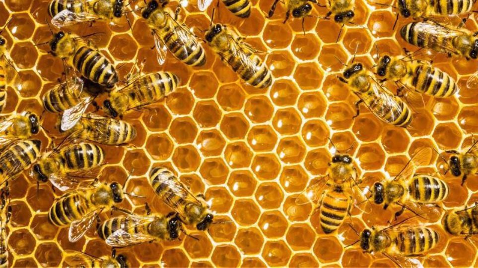 Παγκόσμια ημέρα μέλισσας: Γιατί εξαρτιόμαστε όλοι από αυτές - Φωτογραφία 1