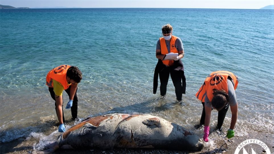 Επτά νεκρές Μεσογειακές φώκιες εντοπίστηκαν στο Αιγαίο - Φωτογραφία 1