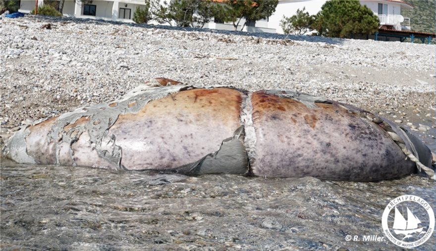 Επτά νεκρές Μεσογειακές φώκιες εντοπίστηκαν στο Αιγαίο - Φωτογραφία 2