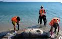 Επτά νεκρές Μεσογειακές φώκιες εντοπίστηκαν στο Αιγαίο