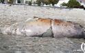 Επτά νεκρές Μεσογειακές φώκιες εντοπίστηκαν στο Αιγαίο - Φωτογραφία 2