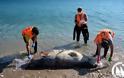 ΠΑΚΟΕ: Οι φώκιες δολοφονούνται χωρίς οίκτο - Φωτογραφία 1
