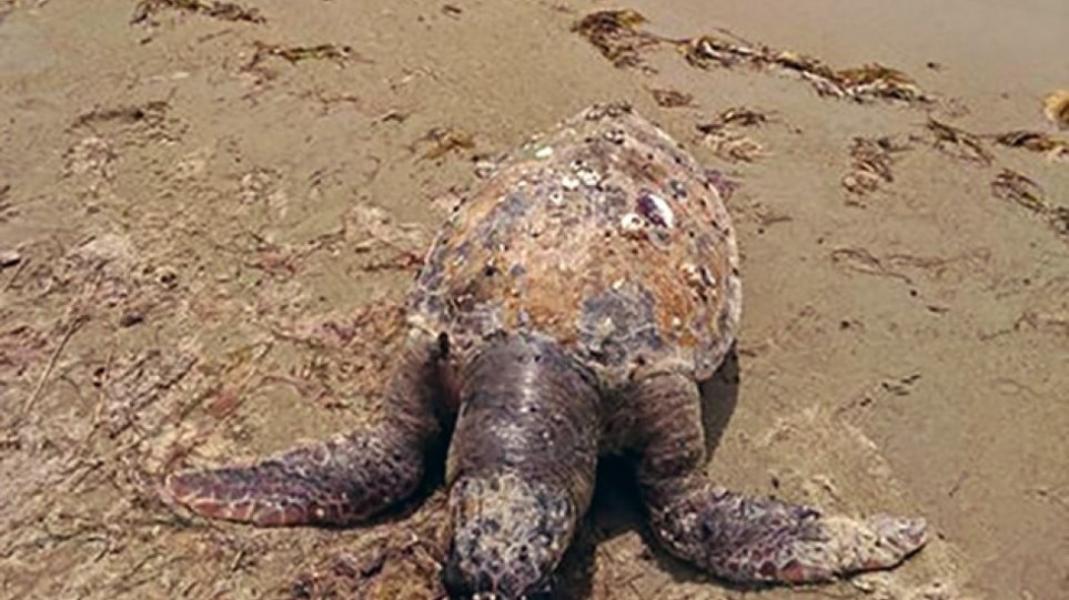 Καβάλα: Δύο θαλάσσιες χελώνες εντοπίστηκαν νεκρές σε παραλίες - Φωτογραφία 1