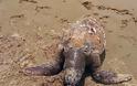 Καβάλα: Δύο θαλάσσιες χελώνες εντοπίστηκαν νεκρές σε παραλίες - Φωτογραφία 1