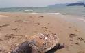 Καβάλα: Δύο θαλάσσιες χελώνες εντοπίστηκαν νεκρές σε παραλίες - Φωτογραφία 3
