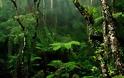 Μελέτη: Τα τροπικά δάση μπορεί να απελευθερώνουν άνθρακα