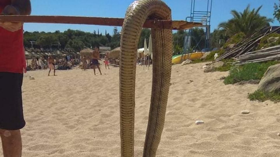 Μας «έζωσαν» τα φίδια: Εμφανίσεις ερπετών σε παραλίες, σπίτια και... αυτοκίνητα - Φωτογραφία 1