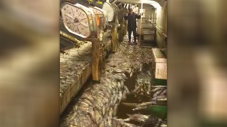 Εντυπωσιακό βίντεο: Ψάρεψαν 50 τόνους καλαμάρια σε δύο ώρες - Φωτογραφία 1