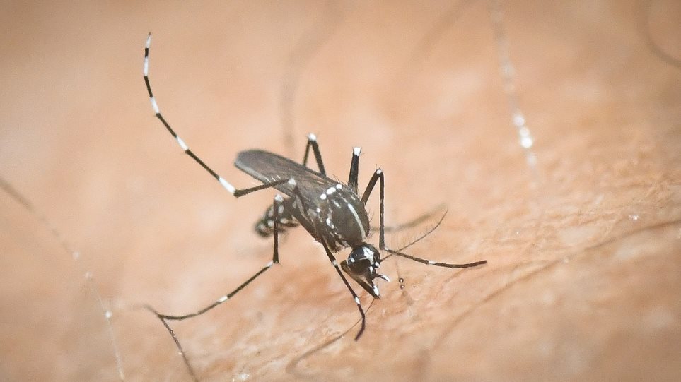 Ίμπιζα: Κουνούπια... τέρατα «εισβάλλουν» από την Ασία - Φωτογραφία 1