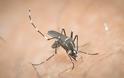 Ίμπιζα: Κουνούπια... τέρατα «εισβάλλουν» από την Ασία