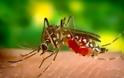 Πελοποννήσος  κρούσματα ελονοσίας λόγω μεταναστών