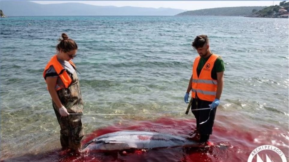 Μαζικές δολοφονίες θαλάσσιων θηλαστικών στα Δωδεκάνησα καταγγέλλει το «Αρχιπέλαγος» - Φωτογραφία 1