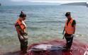 Μαζικές δολοφονίες θαλάσσιων θηλαστικών στα Δωδεκάνησα καταγγέλλει το «Αρχιπέλαγος»