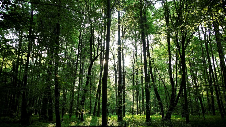Η κλιματική αλλαγή κάνει τα δέντρα των δασών ολοένα και πιο χαμηλά και πιο νεαρά - Φωτογραφία 1