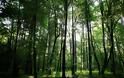Η κλιματική αλλαγή κάνει τα δέντρα των δασών ολοένα και πιο χαμηλά και πιο νεαρά