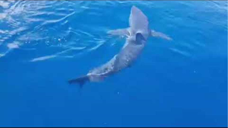 Καρχαρίας επιτίθεται σε χελώνα - Φωτος βίντεο - Φωτογραφία 2