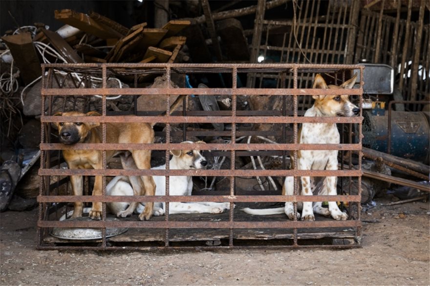 Πάνω από 10 εκατομμύρια σκύλοι και γάτες γίνονται παράνομα τροφή - Φωτογραφία 3