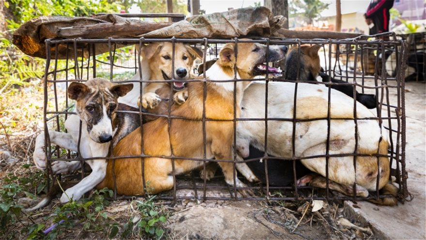 Πάνω από 10 εκατομμύρια σκύλοι και γάτες γίνονται παράνομα τροφή - Φωτογραφία 4